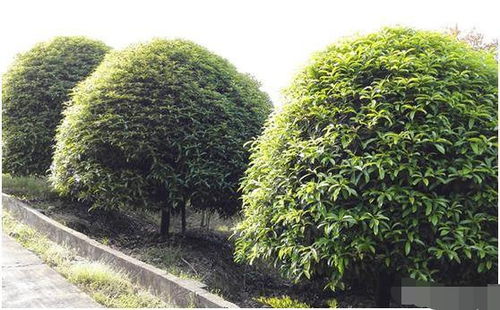 苗木市場(chǎng)遇冷背后 供需失衡與產(chǎn)業(yè)轉(zhuǎn)型的陣痛