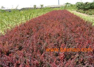 沭陽(yáng)縣華泰苗木場(chǎng) 一站式苗木花卉批發(fā)與種植經(jīng)營(yíng)服務(wù)